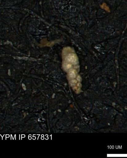 Verneuilinoides kansasensis