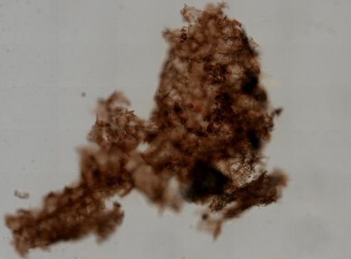 cf. Haliclona