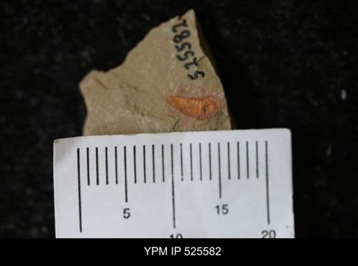 undet. Synziphosurina
