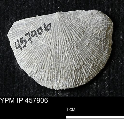 Strophodonta sp.
