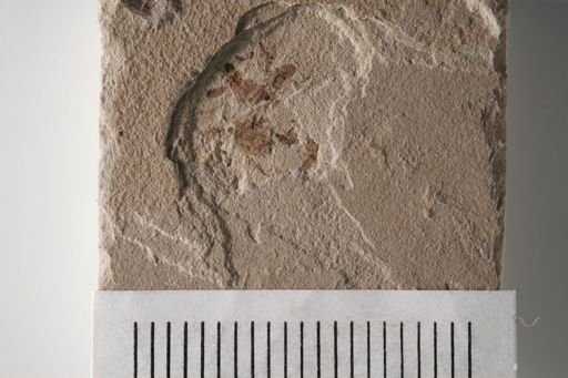 undet. Auchenorrhyncha