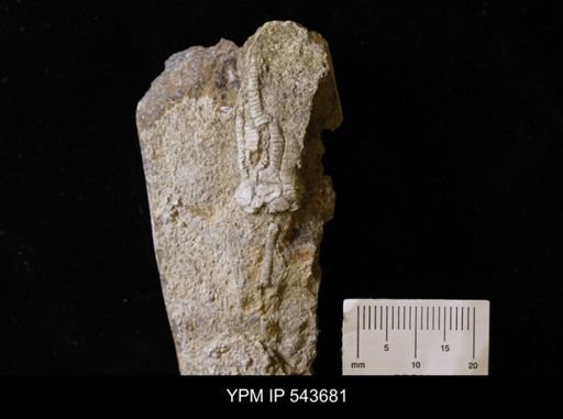 Cymbiocrinus?