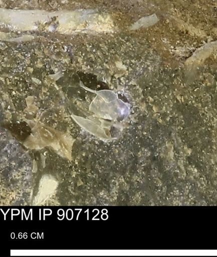 undet. Bivalvia