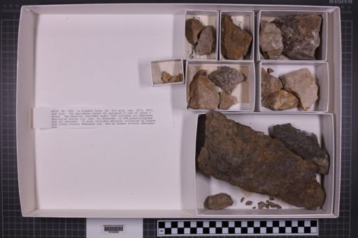 mixed taxa, stratigraphic collection