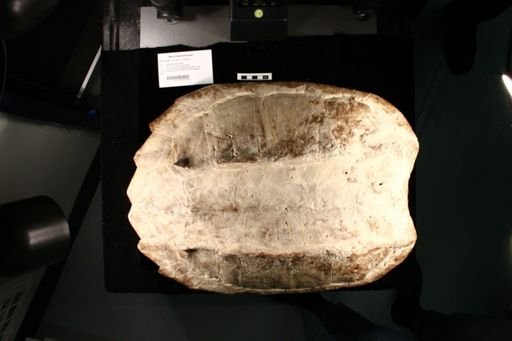 Macrochelys temminckii