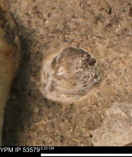 Limopsis striatopunctatus