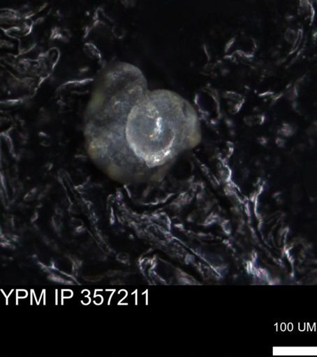 undet. Foraminiferida