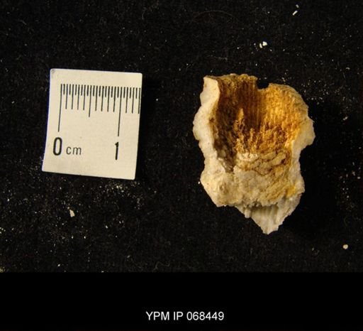 Ptychophyllum sp.