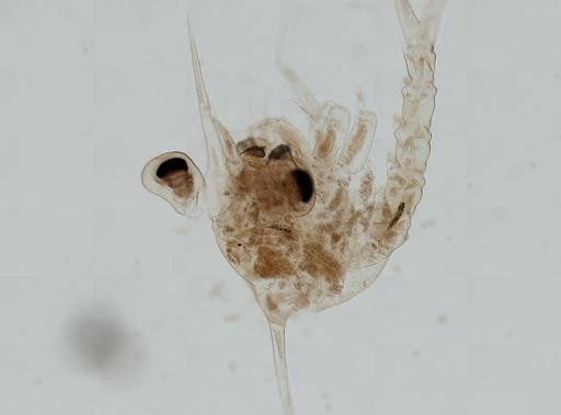 Brachyura