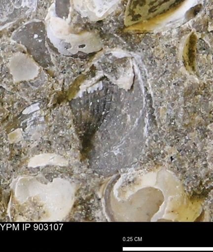 undet. Mollusca
