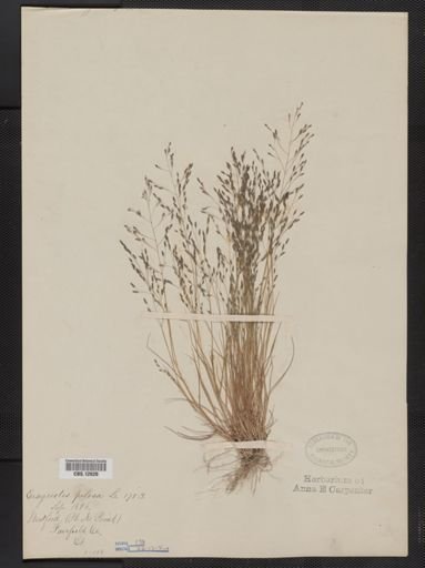 Eragrostis pilosa