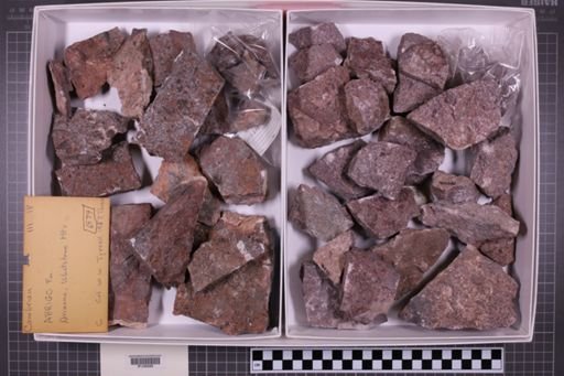 mixed taxa, stratigraphic collection