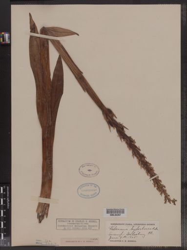 Habenaria hyperborea
