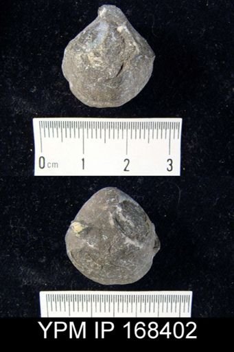 Meristella laevis