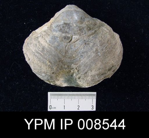 Cleiothyridina cf. obmaxima