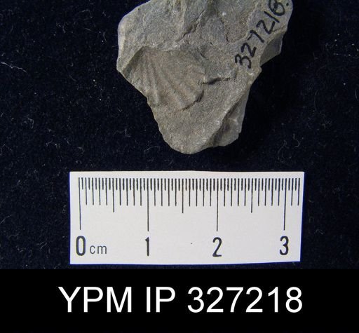 Camarotoechia contracta