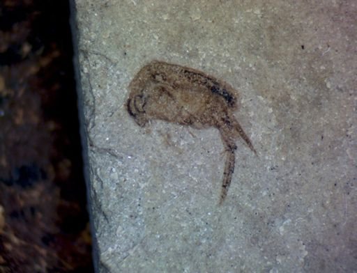 undet. Mordellidae