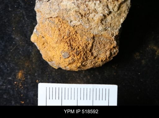 undet. Echinodermata