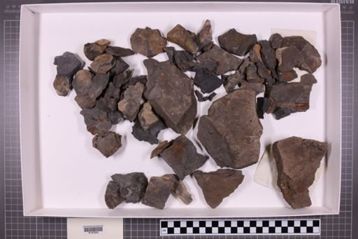 mixed taxa, stratigraphic collection