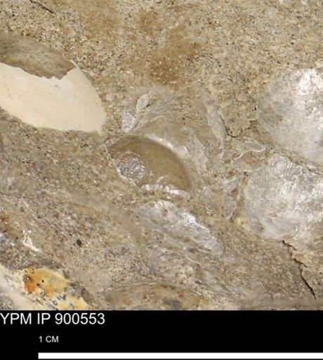 Anomia gryphorhyncha