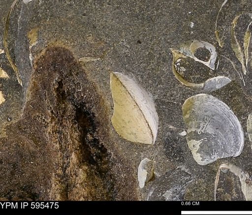 Protocardia sp.