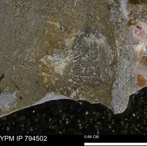 Oxytoma (Hypoxytoma) nebrascana