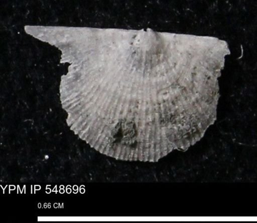 Stropheodonta perplana