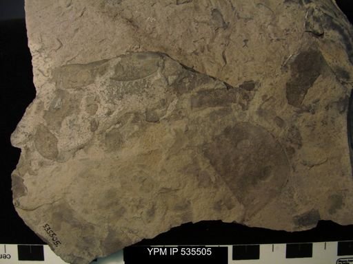 Eurypterida