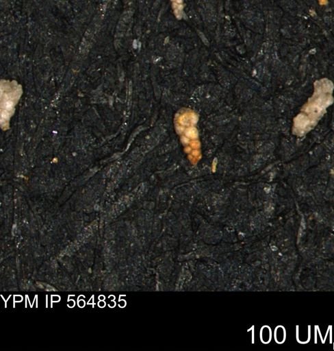 Verneuilinoides kansasensis