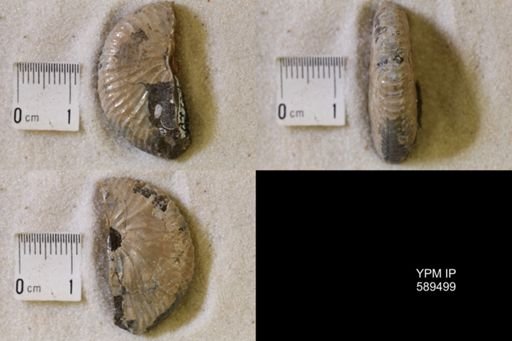 undet. Scaphitidae