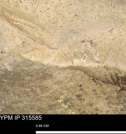 Mollusca
