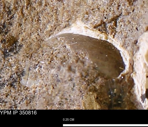 undet. Mollusca