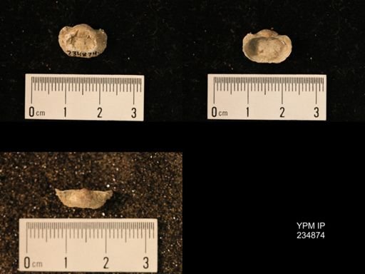 Marginifera fragilis