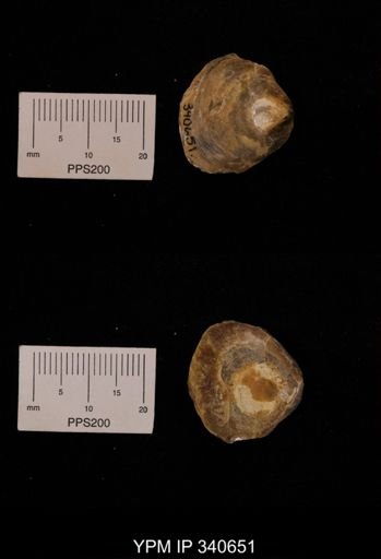 Anomia gryphorhyncha