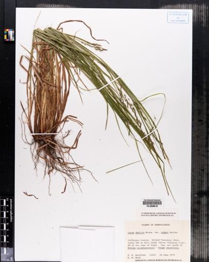 Carex debilis rudgei
