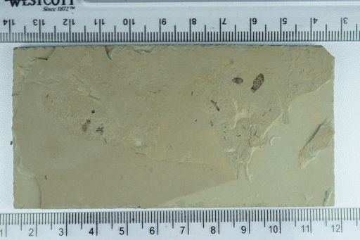 undet. Psocoptera