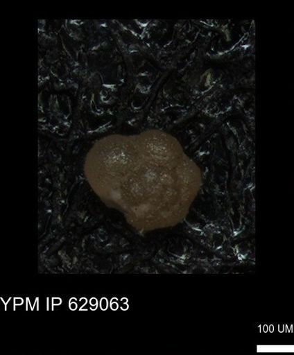 undet. Globigerinina