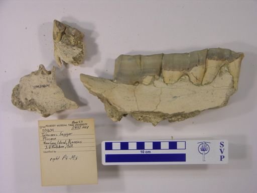 Teleoceras fossiger