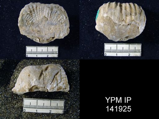 Productus (Dictyoclostus) indicus