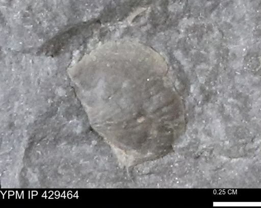 Devonochonetes sp.