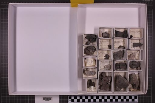 mixed taxa, stratigraphic collection