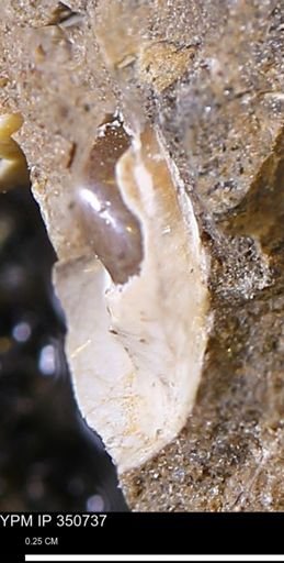 undet. Bivalvia