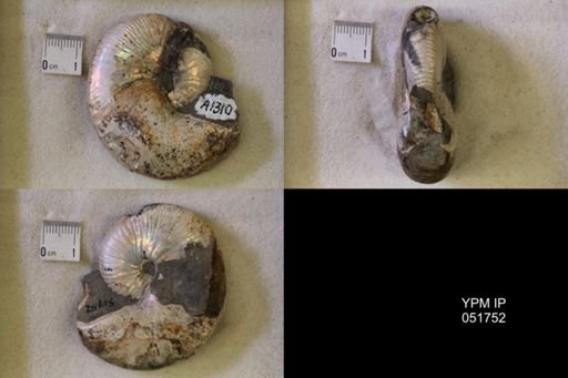 Hoploscaphites nicolletii