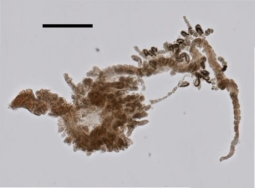 Hippopodius hippopus