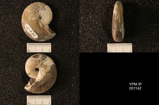 Hoploscaphites nicolletii
