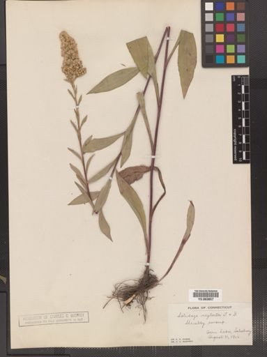 Solidago neglecta