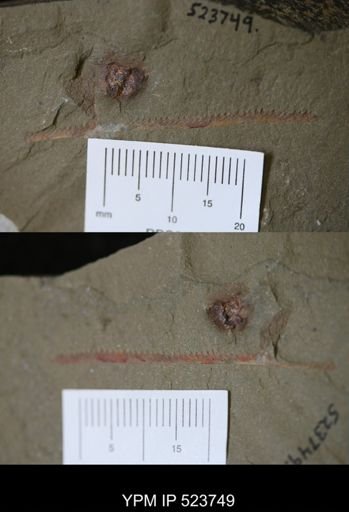 undet. Graptolithina