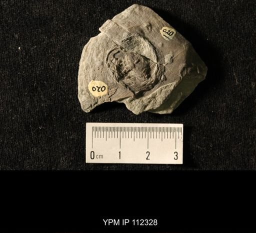 Isorophus cincinnatiensis