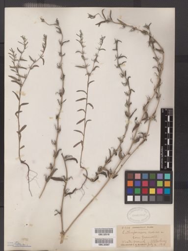 Lithospermum arvense