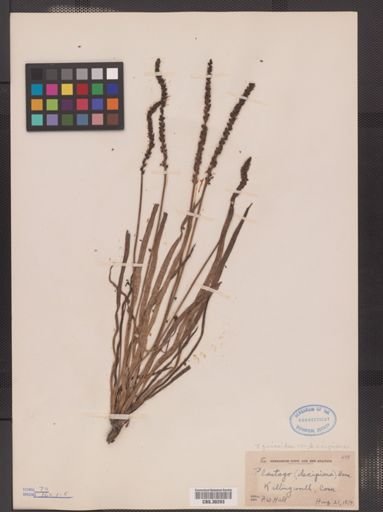 Plantae
